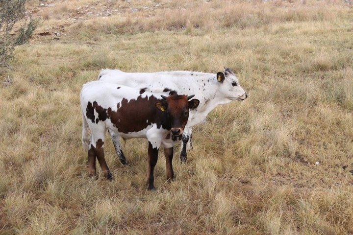 new steers